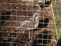 zenphoto/albums/2015/beauval/DSC_0030.jpg