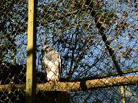 zenphoto/albums/2015/beauval/DSC_0039.jpg