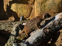 zenphoto/albums/2015/beauval/DSC_0087.jpg