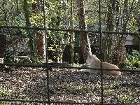 zenphoto/albums/2015/beauval/DSC_0090.jpg