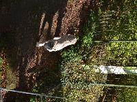 zenphoto/albums/2015/beauval/DSC_0103.jpg