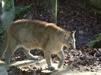 zenphoto/albums/2015/beauval/DSC_0135.jpg