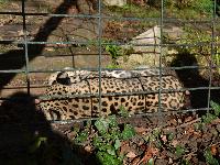 zenphoto/albums/2015/beauval/DSC_0185.jpg