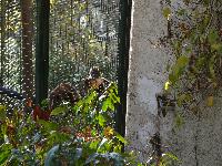 zenphoto/albums/2015/beauval/DSC_0208.jpg