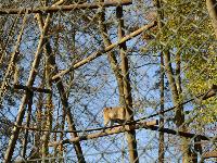 zenphoto/albums/2015/beauval/DSC_0221.jpg