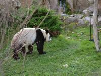 zenphoto/albums/2015/beauval/DSC_0246.jpg