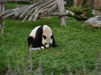 zenphoto/albums/2015/beauval/DSC_0266.jpg