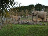 zenphoto/albums/2015/beauval/DSC_0291.jpg