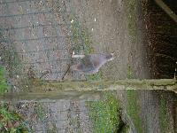 zenphoto/albums/2015/beauval/DSC_0302.jpg
