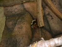 zenphoto/albums/2015/beauval/DSC_0307.jpg
