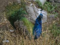 zenphoto/albums/2015/beauval/DSC_0663.jpg
