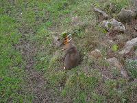 zenphoto/albums/2015/beauval/DSC_0746.jpg