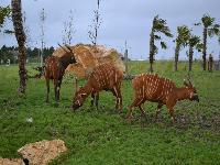 zenphoto/albums/2015/beauval/DSC_0797.jpg