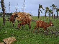 zenphoto/albums/2015/beauval/DSC_0798.jpg