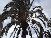 zenphoto/albums/2015/hyeres/13 septembre marché bormes lavandou/charpentier0014.jpg