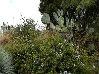 zenphoto/albums/2015/hyeres/13 septembre marché bormes lavandou/julien0012.jpg