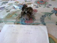 zenphoto/albums/2011/octodons 2011-05-24/Photo0148.jpg