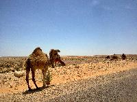 zenphoto/albums/2011/tunisie 2011-05-06/Photo0130.jpg