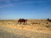 zenphoto/albums/2011/tunisie 2011-05-06/Photo0131.jpg