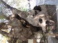 zenphoto/albums/2013/crete/joelle/IMG_0699.jpg