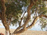 zenphoto/albums/2013/crete/joelle/IMG_0845.jpg