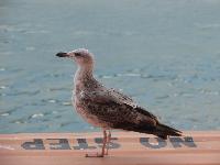 zenphoto/albums/2014/croisiere/CROISIERE 165.jpg