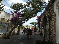 zenphoto/albums/2014/croisiere/capri/CROISIERE EXCURSIONS 028.jpg