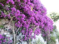 zenphoto/albums/2014/croisiere/capri/CROISIERE EXCURSIONS 035.jpg