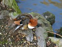 zenphoto/albums/2015/beauval/DSC_0024.jpg