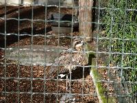 zenphoto/albums/2015/beauval/DSC_0031.jpg