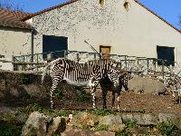 zenphoto/albums/2015/beauval/DSC_0056.jpg