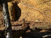 zenphoto/albums/2015/beauval/DSC_0085.jpg