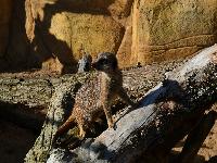 zenphoto/albums/2015/beauval/DSC_0086.jpg