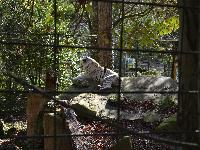 zenphoto/albums/2015/beauval/DSC_0094.jpg