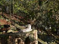 zenphoto/albums/2015/beauval/DSC_0097.jpg