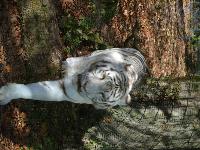 zenphoto/albums/2015/beauval/DSC_0112.jpg