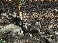 zenphoto/albums/2015/beauval/DSC_0156.jpg