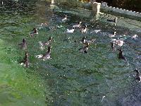 zenphoto/albums/2015/beauval/DSC_0159.jpg