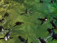 zenphoto/albums/2015/beauval/DSC_0160.jpg