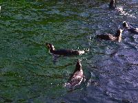 zenphoto/albums/2015/beauval/DSC_0165.jpg