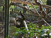 zenphoto/albums/2015/beauval/DSC_0200.jpg