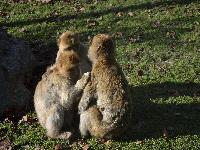 zenphoto/albums/2015/beauval/DSC_0217.jpg