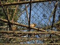 zenphoto/albums/2015/beauval/DSC_0226.jpg