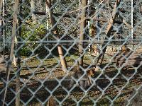 zenphoto/albums/2015/beauval/DSC_0228.jpg