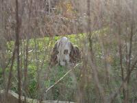 zenphoto/albums/2015/beauval/DSC_0243.jpg