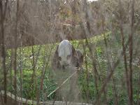 zenphoto/albums/2015/beauval/DSC_0244.jpg