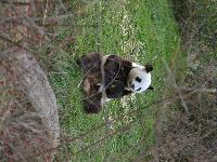 zenphoto/albums/2015/beauval/DSC_0248.jpg