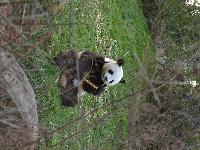 zenphoto/albums/2015/beauval/DSC_0249.jpg