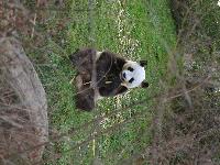 zenphoto/albums/2015/beauval/DSC_0250.jpg