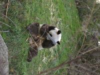 zenphoto/albums/2015/beauval/DSC_0254.jpg